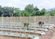 Babinsa Koramil 2304/Anyer, Bintahwil Perawatan Timun