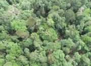 Eks Pejabat Tinggi di Pemkab Bangka Terlibat Kasus Pemanfaatan Hutan Negara, Mengalir Uang Rp 5 Milyar untuk Perizinan?