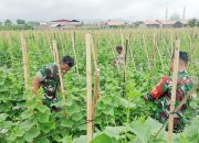 Babinsa Koramil 2302/Bojonegara, Bintahwil Panen Buah Timun