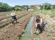 Babinsa Koramil 2301/Cilegon, Bintahwil Penanaman Terong