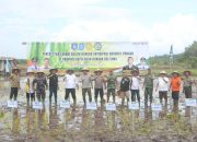 Danrem 045/Gaya Bersama Forkopimda Babel Tanam Padi di Desa Kimak