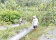 Babinsa Koramil 2305/Cinangka, Bintahwil Pendampingan Han Pangan Kacang Panjang