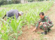 Babinsa Koramil 2304/Anyer, Bintahwil Pendampingan Perawatan Jagung