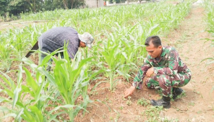 Babinsa Koramil 2304/Anyer, Bintahwil Pendampingan Perawatan Jagung
