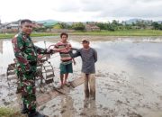 Babinsa Koramil 2301/Cilegon, Bintahwil Pendampingan penggarapan Padi