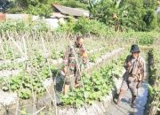 Babinsa Koramil 2302/Bojonegara, Bintahwil Panen Buah Timun