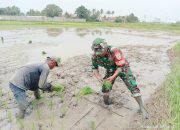 Babinsa Koramil 2301/Cilegon, Bintahwil Pendampingan Penanaman Padi