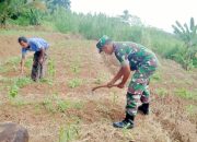 Babinsa Koramil 2306/Mancak, Bintahwil Memelihara Tanaman Cabe