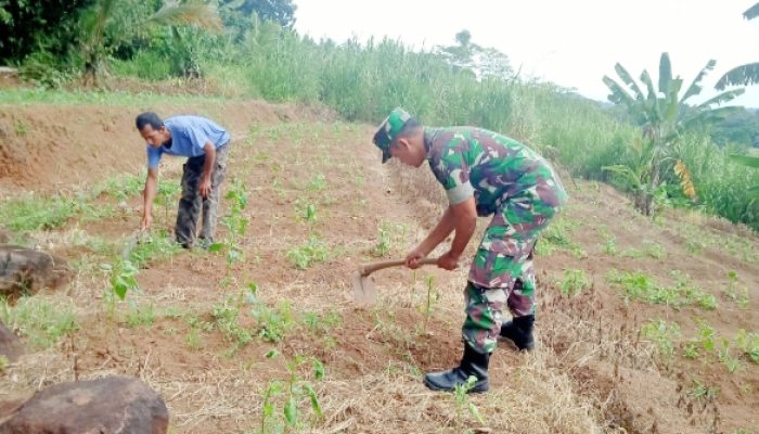 Babinsa Koramil 2306/Mancak, Bintahwil Memelihara Tanaman Cabe