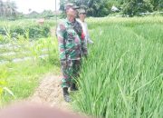 Babinsa Koramil 2304/Anyer, Bintahwil Pendampingan Perawatan Padi