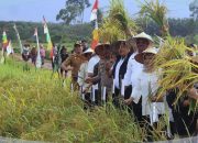 Bupati Bangka M. Haris Bersama Pj Gubernur Babel, Safrizal Melakukan Panen Perdana
