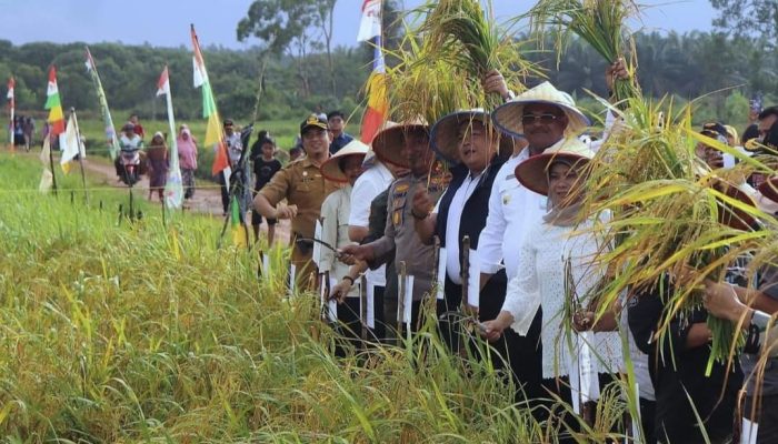 Bupati Bangka M. Haris Bersama Pj Gubernur Babel, Safrizal Melakukan Panen Perdana