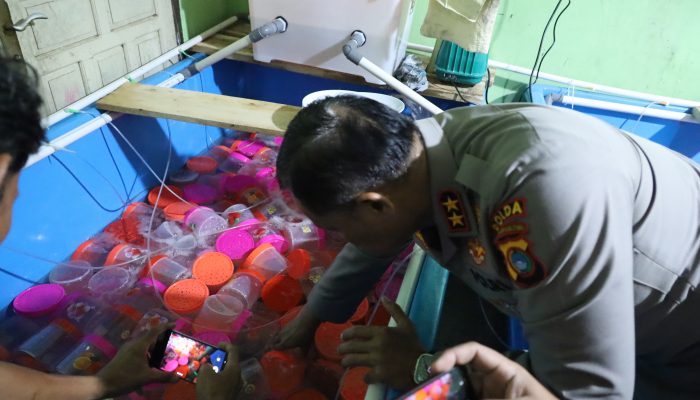 Direktorat Polairud Polda Babel Gagalkan 177.600 Benih Lobster Bernilai 35 Miliyar Lebih