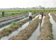 Babinsa Koramil 2302/Bojonegara, Bintahwil Proses Pemasangan Mulsa