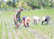 Babinsa Koramil 2304/Anyer, Bintahwil Pendampingan Penanaman Padi
