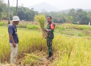 Babinsa Koramil 2304/Anyer, Bintahwil Pendampingan Panen Padi