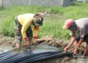 Babinsa Koramil 2302/Bojonegara, Bintahwil Proses Pemasangan Mulsa