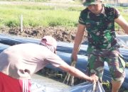 Babinsa Koramil 2302/Bojonegara, Bintahwil Proses Pemasangan Mulsa