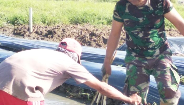 Babinsa Koramil 2302/Bojonegara, Bintahwil Proses Pemasangan Mulsa