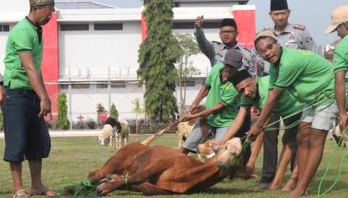 Lapas Cilegon Laksanakan Penyembelihan Hewan Qur’ban APAS CILEGON di Hari Raya Idul Adha