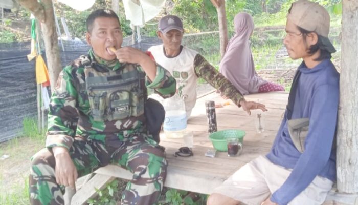Babinsa Koramil 2305/Cinangka, Komsos Membahas Tentang Pembenihan Padi