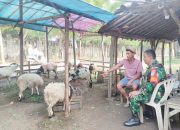 Babinsa Koramil 2305/Cinangka, Bintahwil Pendampingan Hewan Qurban
