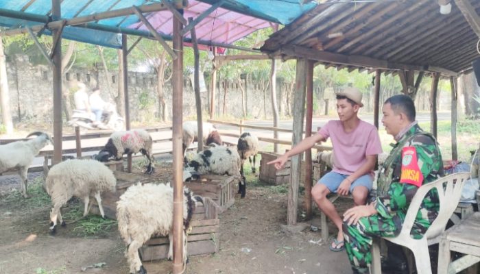 Babinsa Koramil 2305/Cinangka, Bintahwil Pendampingan Hewan Qurban