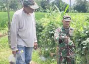 Babinsa Koramil 2304/Anyer, Bintahwil Perawatan Tanaman Kacang
