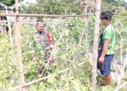 Babinsa Koramil 2305/Cinangka, Bintahwil Pendampingan Han Pangan