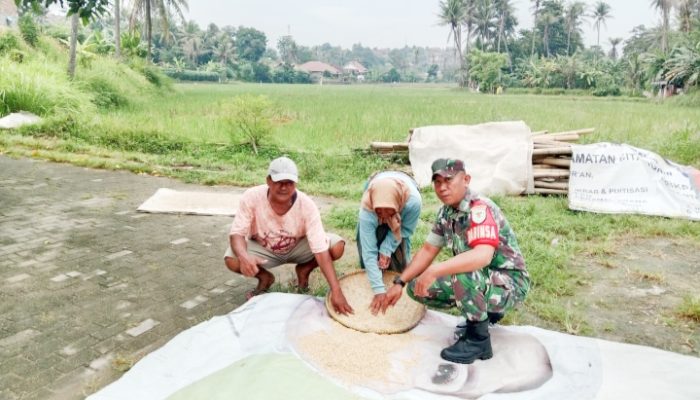 Babinsa Koramil 2301/Cilegon, Komsos Membahas Tentang Pembibitan Tanaman Palawija