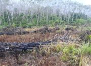 Anggaran 1,5 Miliar untuk Peremajaan Sawit di Desa Bedengung Dinilai Gagal