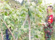 Babinsa Koramil 2305/Cinangka, Bintahwil Ketahanan Pangan Kacang Panjang
