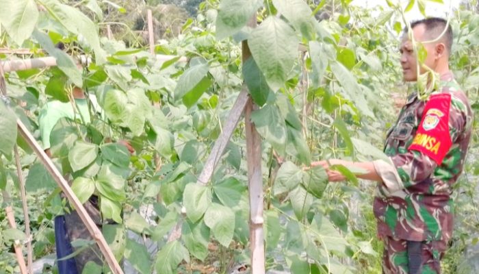 Babinsa Koramil 2305/Cinangka, Bintahwil Ketahanan Pangan Kacang Panjang