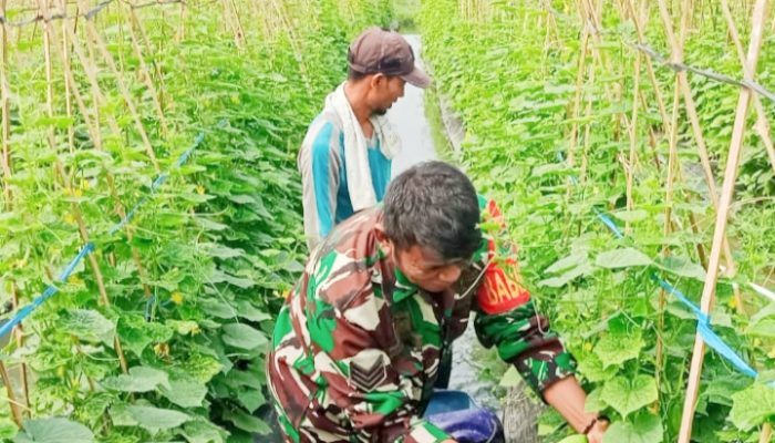 Babinsa Koramil 2302/Bojonegara, Bintahwil Pendampingan Panen Buah Timun