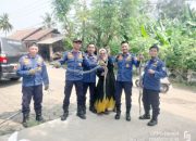 Aksi Heroik Damkar Kota Cilegon Evakuasi Tiga Ular Kobra Viral di Media Sosial