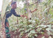 Babinsa Koramil 2305/Cinangka, Bintahwil Pendampingan Han Pangan Kacang Panjang