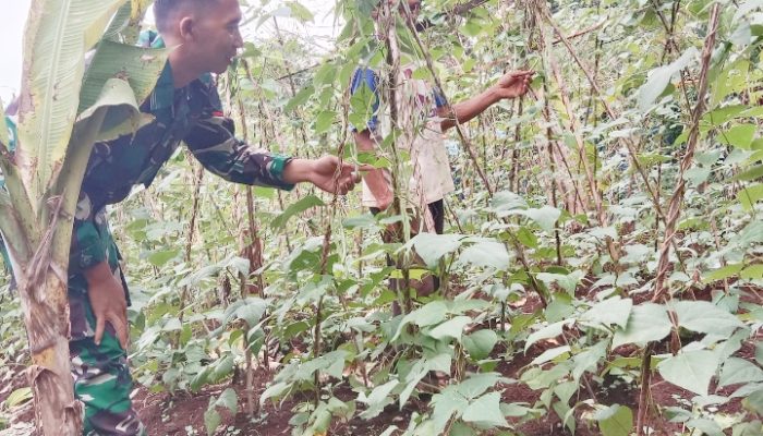 Babinsa Koramil 2305/Cinangka, Bintahwil Pendampingan Han Pangan Kacang Panjang