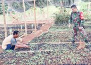 Babinsa Koramil 2304/Anyer, Bintahwil Penyemaian Bibit Cabe