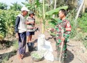 Babinsa Koramil 2301/Cilegon, Puan Ter Pendampingan Panen Timun