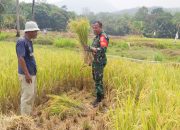Babinsa Koramil 2304/Anyer, Bintahwil Pendampingan Panen Padi