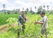 Babinsa Koramil 2304/Anyer, Bintahwil Pendampingan Perawatan Tanaman Cabe