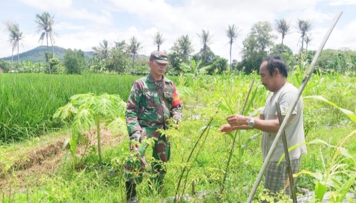 Babinsa Koramil 2304/Anyer, Bintahwil Pendampingan Perawatan Tanaman Cabe