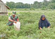Babinsa Koramil 2304/Anyer, Bintahwil Perawatan Cabe