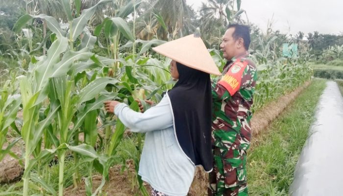 Babinsa Koramil 2305/Cinangka, Komsos Pendampingan Han Pangan Cabe
