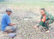 Babinsa Koramil 2305/Cinangka, Bintahwil Pendampingan Han Pangan Sawi