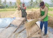 Babinsa Koramil 2304/Anyer, Komsos Pendampingan Panen Padi