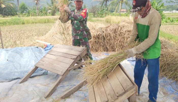 Babinsa Koramil 2304/Anyer, Komsos Pendampingan Panen Padi