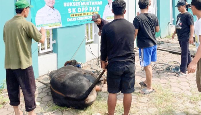 Muktamar PKB Bali Mendapat SK Kemehumkam, DPW PKB Banten Syukuran Potong Sapi