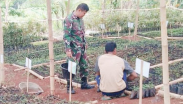 Babinsa Koramil 2304/Anyer, Komsos Pembibitan Tanaman Cabe