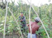 Babinsa Koramil 2304/Anyer, Komsos Perawatan Tanaman Kacang